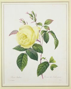 Rosa indica, inciso da Bessin, da 